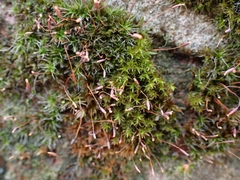 Tortula muralis