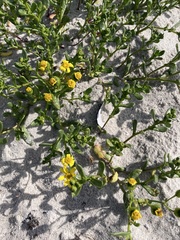 Senecio maritimus