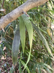 Pseudosasa japonica
