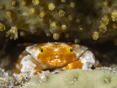 Lophozozymus pulchellus