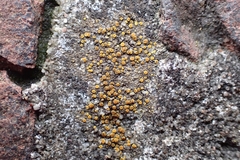 Candelariella aurella