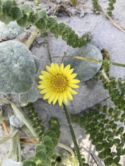 Arctotheca populifolia