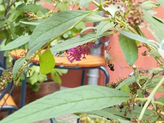 Macroglossum stellatarum