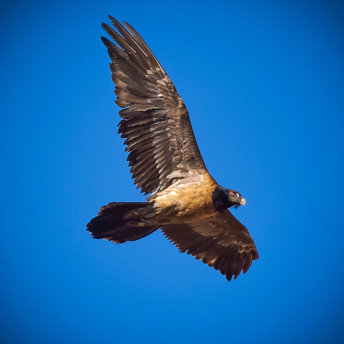 Bearded Vulture