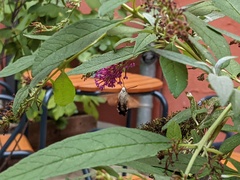 Macroglossum stellatarum