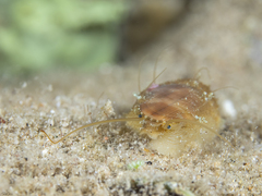 Stomatella impertusa