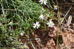 Chaetopappa ericoides
