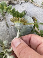 Arctotheca populifolia