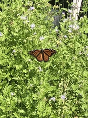 Danaus plexippus