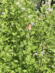 Danaus plexippus