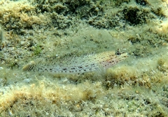 Gobius incognitus