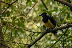Cyanocorax chrysops