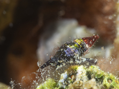 Turrilatirus turritus