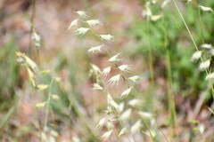 Bouteloua chondrosioides