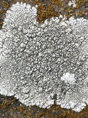 Dimelaena