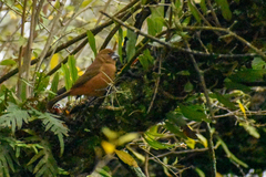 Cyanoloxia brissonii