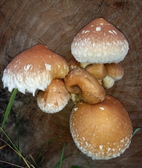 Hemipholiota