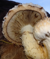Hemipholiota