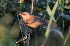 Acrocephalus arundinaceus