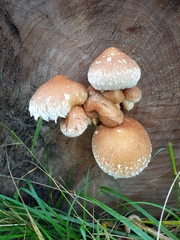 Hemipholiota