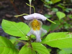 Impatiens edgeworthii