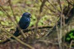 Cyanoloxia brissonii