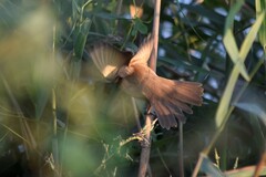 Acrocephalus arundinaceus