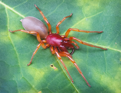 Dysdera crocata