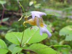 Impatiens edgeworthii