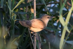 Acrocephalus arundinaceus