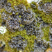 Blistered Jelly Lichen - Photo (c) Tab Tannery, some rights reserved (CC BY-NC-SA)