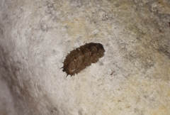 Dasysyrphus