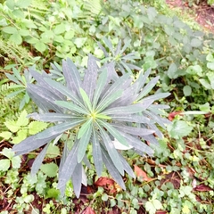 Euphorbia amygdaloides