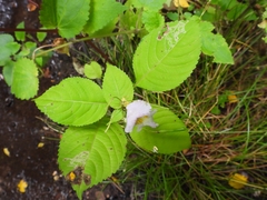 Impatiens edgeworthii