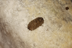 Dasysyrphus