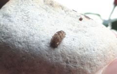 Dasysyrphus
