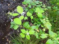 Impatiens edgeworthii