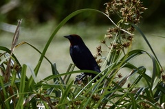 Chrysomus ruficapillus
