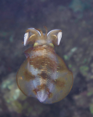 Sepioteuthis lessoniana