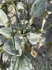 Arctotheca populifolia