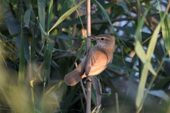 Acrocephalus arundinaceus