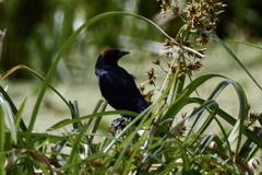 Chrysomus ruficapillus