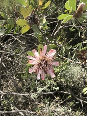 Protea punctata