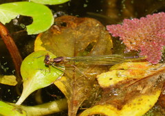 Austrocnemis splendida