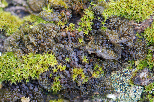 Blistered Jelly Lichen