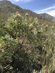 Protea punctata