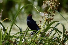 Chrysomus ruficapillus