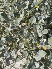 Arctotheca populifolia