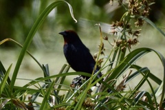 Chrysomus ruficapillus