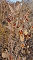 Fibigia clypeata